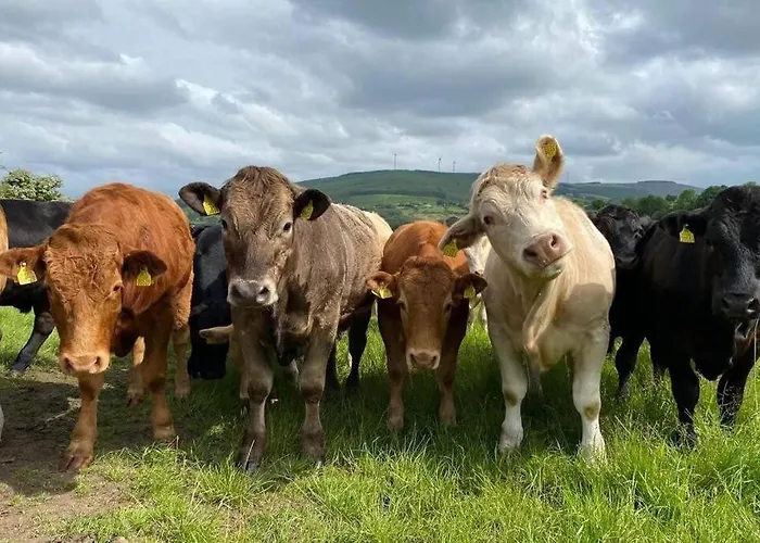 度假居 Yellow Heights Tinahely